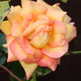 Dsc02110