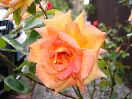 A garden flower photo