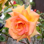 Dsc02111