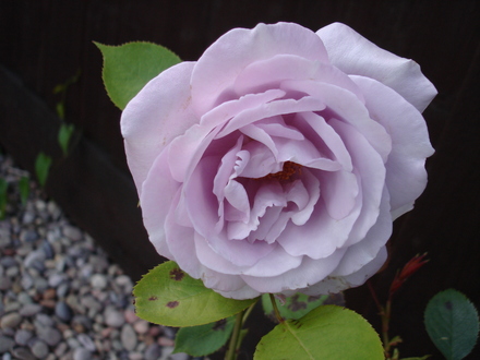 A garden flower photo