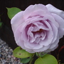 Dsc02113