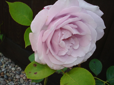 A garden flower photo