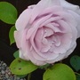 Dsc02118