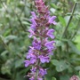 Salvia bloom (Salvia sylvestris)