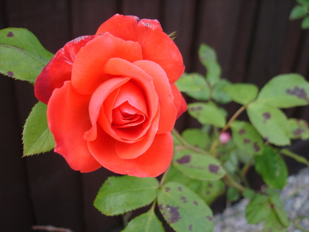 A garden flower photo