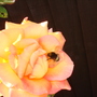 Dsc02117