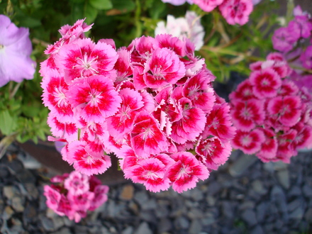 A garden flower photo