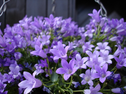 A garden flower photo
