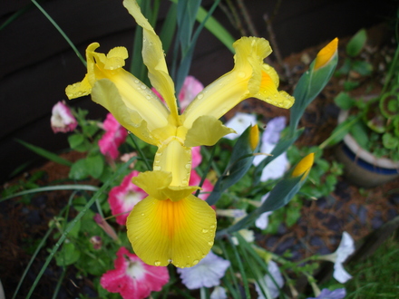 A garden flower photo