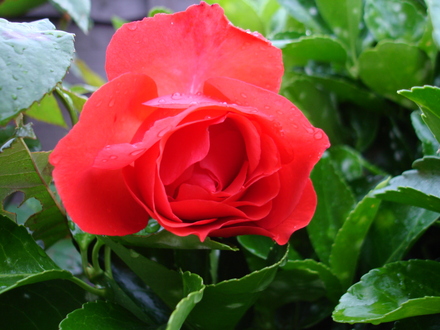 A garden flower photo