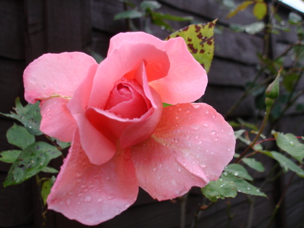A garden flower photo