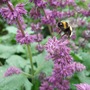 Salvia 'Purple Rain' (Salvia verticillata)