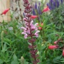 Salvia superba