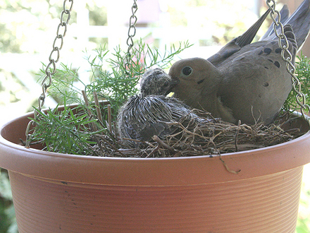 6-20-08_025.IT'S FEEDING TIME/ MOURNING DOVE