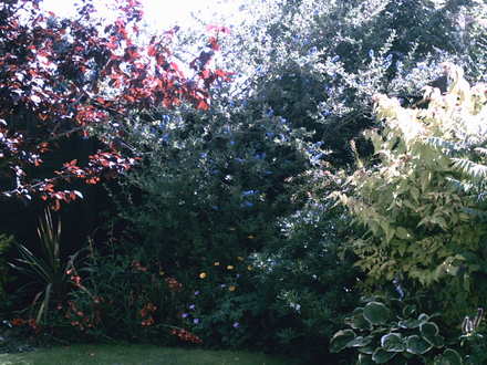 A garden flower photo