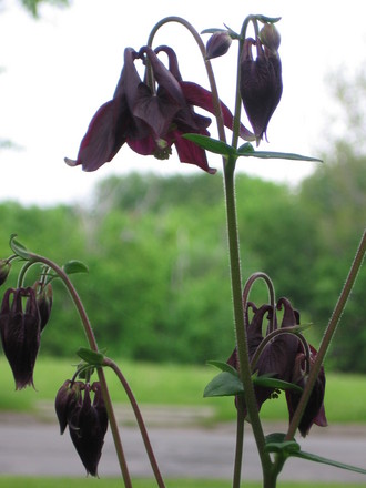 columbine (aquilegia)