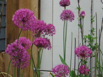 allium (Allium aflatunense)