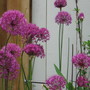 allium (Allium aflatunense)