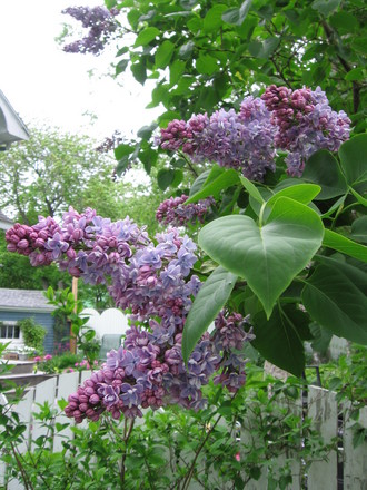 lilac (Syringa vulgaris (Common lilac))