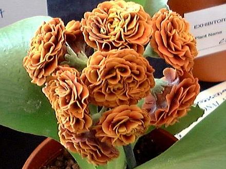 A garden flower photo