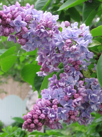 lilac (Syringa vulgaris (Common lilac))