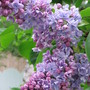 lilac (Syringa vulgaris (Common lilac))
