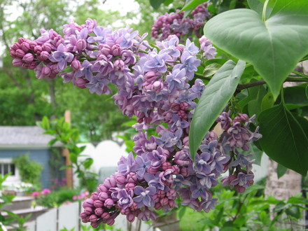 lilac (Syringa vulgaris (Common lilac))