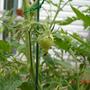 first tomato (Lycopersicon esculentum (Tomato))