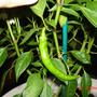 Capsicum frutescens