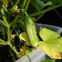 cucumber growing (Cucumis sativus (Cucumber))