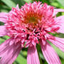 Coneflower_double_pink_delight_close_6-16-08_exc_sm
