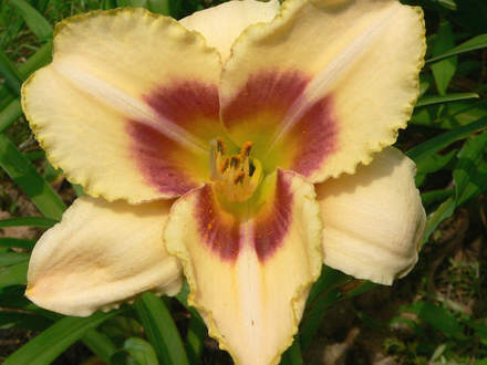 Daylily 