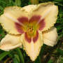 Daylily_custard_candy_6-20-08_exc_med