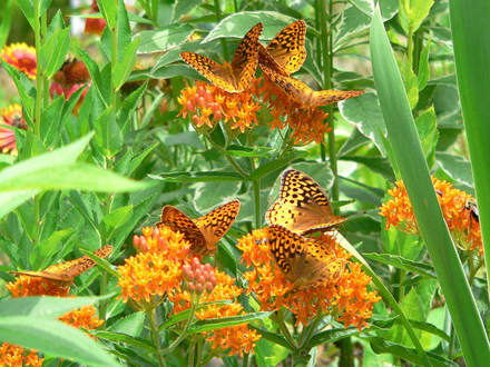 7 Great Spangled Fritillaries (Asclepias tuberosa)