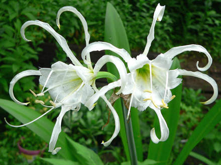 Peruvian Daffodils (Hymenocallis narcissiflora, Syn. H. calathina, Ismene calathina)