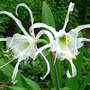 Daffodil_peruvian_2_blooms_6-10-08_exc_sm