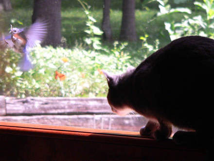 Bluebird and Butchy