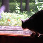 Bluebird_window_butchy_watch_6-20-08_exc_med