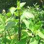 Hydrangea_negra_black_branches_from_linda_6-20-08_med