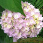 Hydrangea_endless_summer_praying_mantis_baby_6-20-08_sm