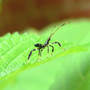 Leaf-footed_bug_nymph_not_sure_6-18-08_side_exc_sm