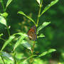 Viceroy_on_black_willow_6-12-08_good_med