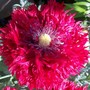 Papaver somniferum (Opium poppy)