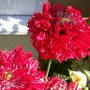 Papaver somniferum (Opium poppy)