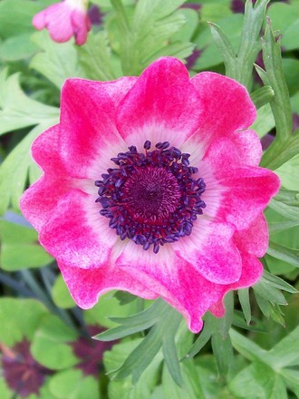 A garden flower photo (Anemone coronaria (Poppy anemone))