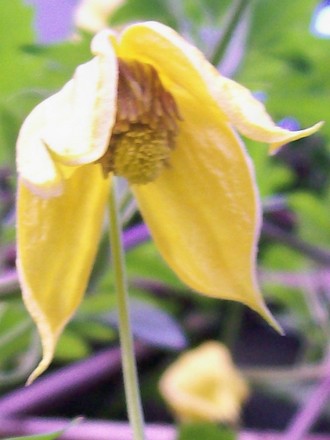 18_6_11.jpg (Clematis tangutica)