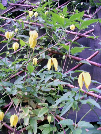 18_6_10.jpg (Clematis tangutica)