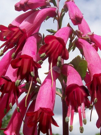 12_6_7.jpg (Phygelius aequalis (Cape fuchsia))