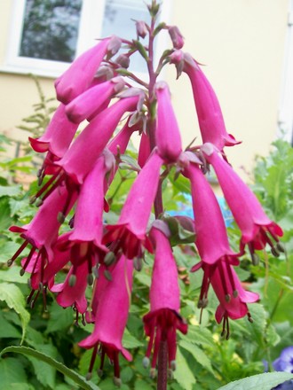12_6_4.jpg (Phygelius aequalis (Cape fuchsia))