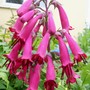 12_6_4.jpg (Phygelius aequalis (Cape fuchsia))